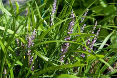 Liriope muscari 'Big Blue' (6932_0.jpg)