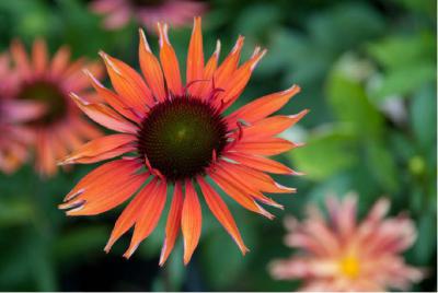 Echinacea 'Hot Lava' (6936_0.jpg)