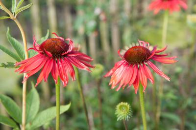 Echinacea 'Hot Lava' (6936_1.jpg)