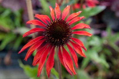 Echinacea purpurea 'Firebird' (6937_0.jpg)