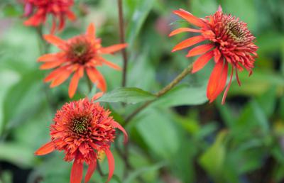 Echinacea purpurea 'Irresistible' (6939_0.jpg)