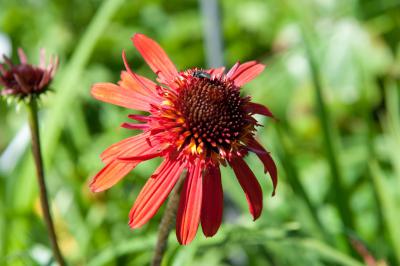 Echinacea 'Summer Salsa' (6942_0.jpg)