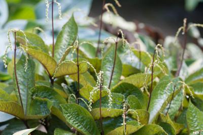 Chloranthus japonicus (6944_0.jpg)