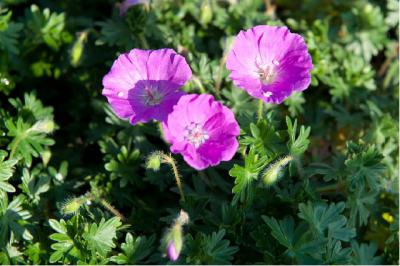 Geranium sanguineum 'Max Frei' (6945_0.jpg)