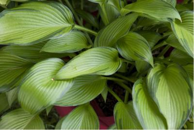 Hosta 'June Fever' (6961_0.jpg)