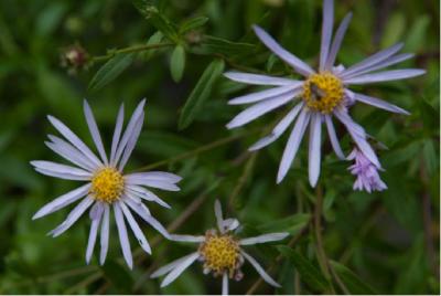 Aster pyrenaeus 'Lutetia' (6969_0.jpg)