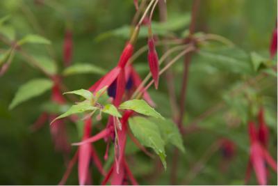 Fuchsia magellanica var. gracilis (6972_0.jpg)