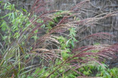 Miscanthus sinensis 'Dronning Ingrid' (6976_0.jpg)