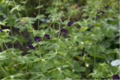 Geranium phaeum 'Lisa' (6977_0.jpg)