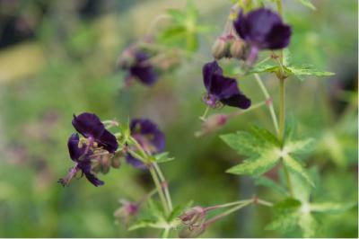 Geranium phaeum 'Lisa' (6977_1.jpg)