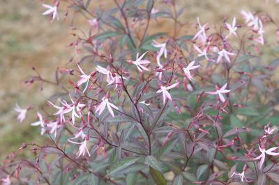 Porteranthus trifoliatus 'Pink Profusion' (6978_1.jpg)