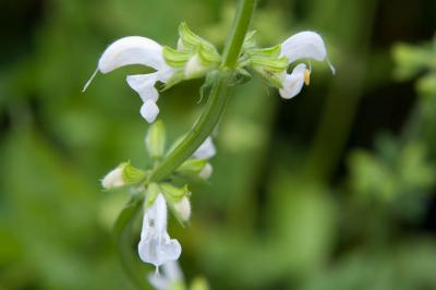 Salvia pratensis 'Swan Lake' (6995_0.jpg)