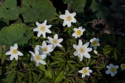 Anemone nemorosa 'Tinney's Blush' (7003_0.jpg)