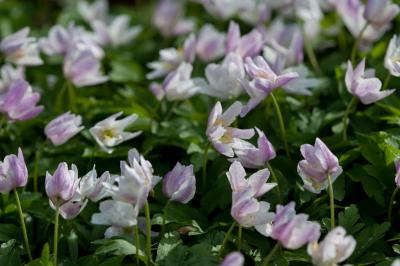 Anemone nemorosa 'Cedric's Pink' (7004_0.jpg)