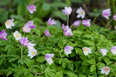 Anemone nemorosa 'Kentish Pink' (7008_2.jpg)