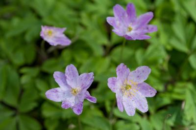 Anemone nemorosa 'Kentish Pink' (7008_3.jpg)