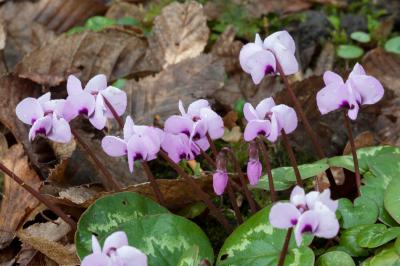 Cyclamen coum (7019_0.jpg)