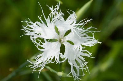 Dianthus superbus 'Albus' (7021_0.jpg)