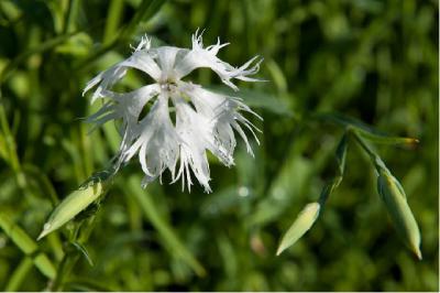 Dianthus superbus 'Albus' (7021_1.jpg)