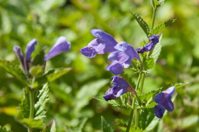 Nepeta 'Blue Dragon' (7039_0.jpg)