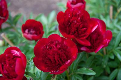 Paeonia 'Red Charm' (7041_1.jpg)