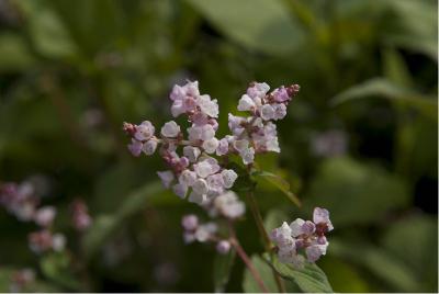 Persicaria campanulata (704_0.jpg)