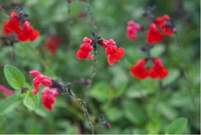 Salvia 'Royal Bumble' (7072_0.jpg)