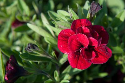 Calibrachoa 'Superbells Double Ruby' (7078_0.jpg)