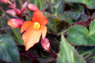 Begonia 'Glowing Embers' (7085_0.jpg)