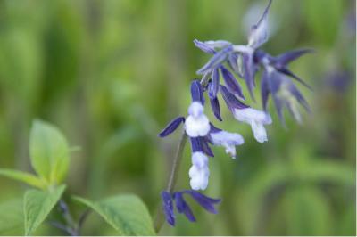 Salvia 'Phyllis Fancy' (7086_0.jpg)