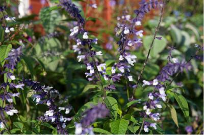 Salvia 'Phyllis Fancy' (7086_1.jpg)