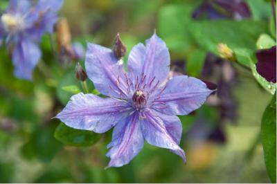 Clematis 'Mon Amour' (7094_0.jpg)