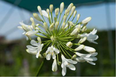 Agapanthus 'Polar Ice' (7116_0.jpg)