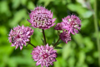 Astrantia 'Venice' (7118_0.jpg)