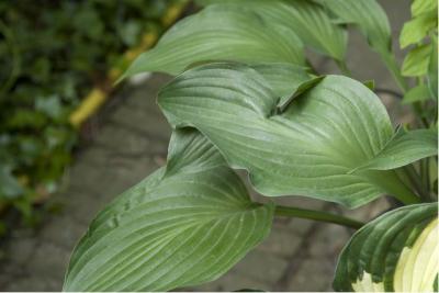 Hosta 'Violetta' (7138_0.jpg)