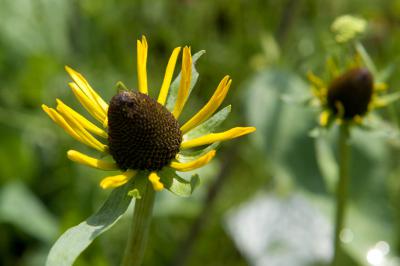 Rudbeckia maxima (7146_0.jpg)