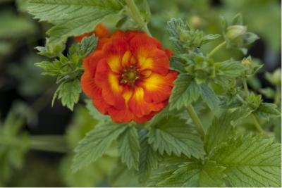 Potentilla 'William Rollisson' (714_0.jpg)