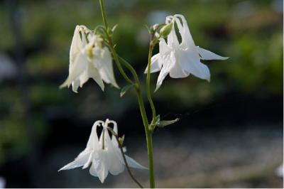 Aquilegia vulgaris 'Alba' (7161_0.jpg)