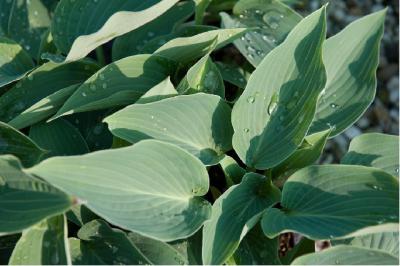 Hosta 'Chesapeake Bay' (7242_0.jpg)