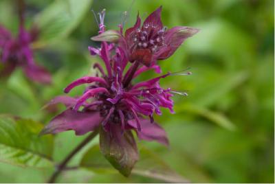 Monarda 'On Parade' (7246_0.jpg)