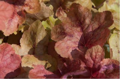 Heucherella 'Redstone Falls' (7268_1.jpg)