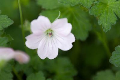 Geranium 'Dreamland' (7279_0.jpg)