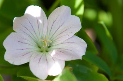 Geranium 'Dreamland' (7279_1.jpg)