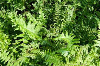 Dryopteris affinis 'Cristata The King' (7280_0.jpg)