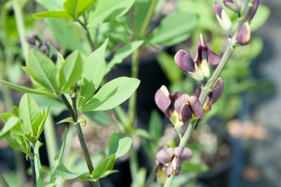 Baptisia 'Chocolate Chip' (7380_0.jpg)