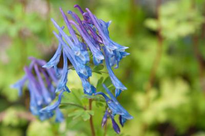 Corydalis elata 'Blue Summit' (7382_0.jpg)