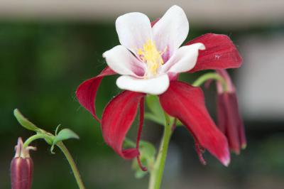 Aquilegia caerulea 'Crimson Star' (7402_0.jpg)