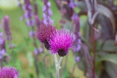 Cirsium rivulare 'Trevors Blue Wonder' (7426_0.jpg)