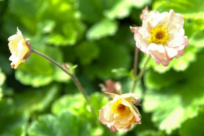 Geum 'Mai Tai' (7437_0.jpg)