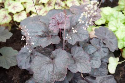 Heuchera 'Magnum' (7438_0.jpg)